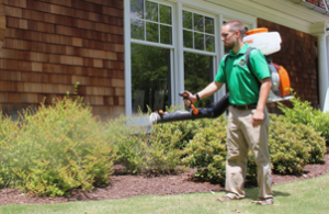 Mosquito Joe of Sterling Heights-Warren Technician Spraying Barrier Treatment on shrubbery